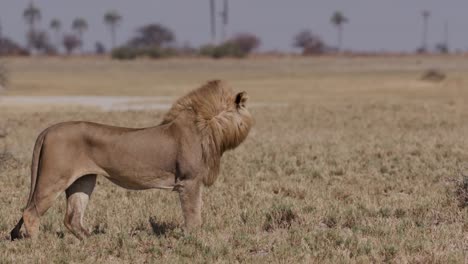 Schöne-Aufnahme-von-männlichen-Löwen-stehen-und-blickte-über-die-Wiesen-von-Botswana