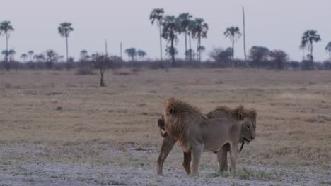 Magnificient-male-lions-in-greeting-ritual,-Botswana