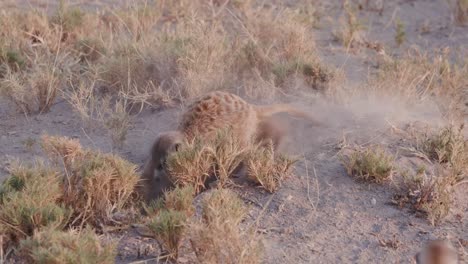 Four-meerkats-clearing-entrance-to-burrow,-Botswana