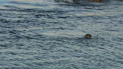 Sello-de-mar-bebé-juega-con-la-madre-en-la-ensenada-de-La-Jolla