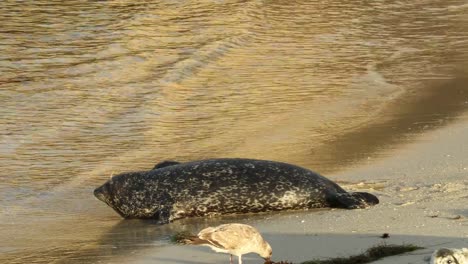 Sello-de-mar-bebé-juega-con-la-madre-en-la-ensenada-de-La-Jolla