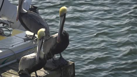 Pelicans-at-the-Marina