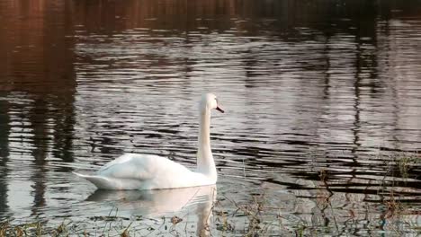 Swan-swiming-on-river-4k