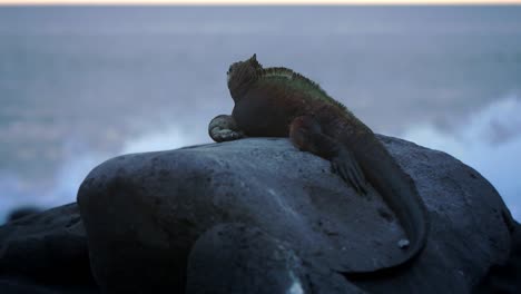 Galapagos-Landleguan