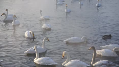 Cisnes-en-Altai-lago-Svetloe-en-la-niebla-de-evaporación-en-el-tiempo-de-la-tarde-en-invierno