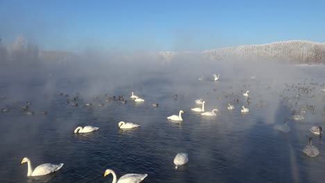 Schwäne-am-Altai-See-Svetloe-in-der-Verdunstung-Nebel-am-Morgen-Zeit-im-winter