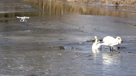 Drone-filming--pair-white-swans-Cygnus-olor-on-spring-ice