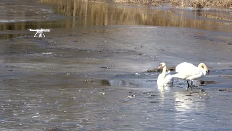 Drone-filmación-de-par-de-cisnes-blancos-vulgar-Cygnus-olor-en-hielo-de-primavera