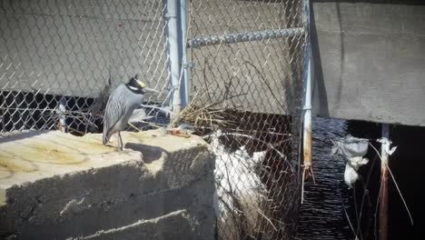 Yellow-Crowned-Night-Heron