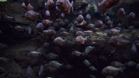 Aquarium-mit-vielen-piranhas