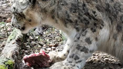 Snow-Leopard---Irbis-(Panthera-Uncia)-mit-einem-Stück-Fleisch
