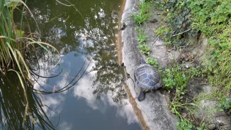 Turtle-in-the-pond