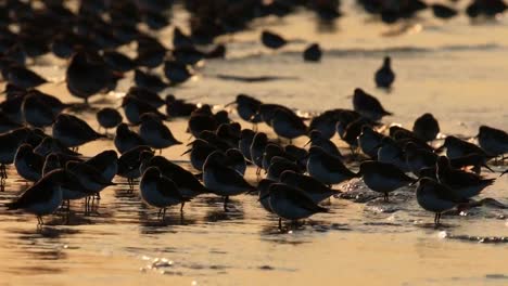 Correlimos-común-(Calidris-alpina)