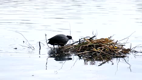 Pájaros-del-agua-tratando-de-aparearse