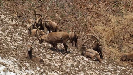 Gruppe-der-Alpensteinbock-auf-Schneefeld-im-Frühling-die-tarnen-sich-mit-den-schmutzigen-Schnee-von-Schutt.-Italien,-Orobie-Alpen