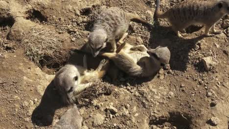 Gruppe-Meercats-(Suricata-Suricatta)-zu-kämpfen.-Erdmännchen-im-Sand-spielen.