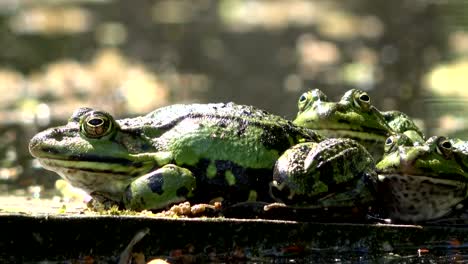 Water-frogs,-Rana-esculenta-in-a-garden-pond,-waiting-for-food,-4K