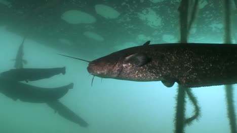 Group-of-massive-Wels-Catfish,-underwater-shot