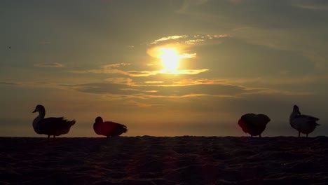 Un-grupo-de-patos-al-atardecer-por-el-mar-vuelve-a-casa