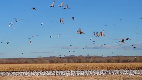 Kraniche-im-Flug-über-Bosque-del-Apache-NWR