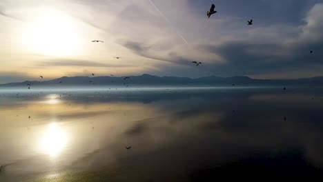 Vuelo-de-gaviota-sobre-el-mar-de-Salton