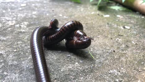 Close-up-millipede-breeding-on-ground-floor