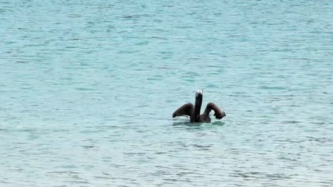 braune-Pelikan-flüchten-in-Isla-San-Cristobal-in-den-Galapagos-Inseln