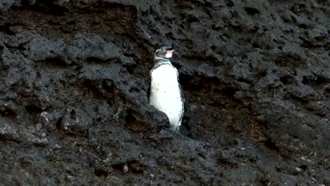 a-galapagos-penguin-flaps-its-wings-on-isla-bartolome