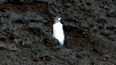 un-pingüino-de-Galápagos-aletea-sus-alas-en-la-isla-bartolome