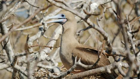 red-footed-booby-and-chick-on-nest-at-isla-genovesa-in-the-galapagos