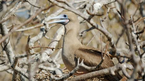 Red-footed-Sprengfallen-und-Küken-auf-dem-Nest-an-der-Isla-Genovesa-der-Galapagos-Inseln.