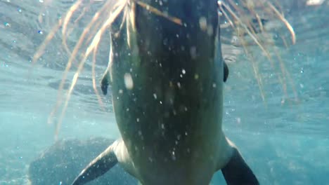 underwater-close-up-of-a-curious-young-sea-lion-in-the-galapagos