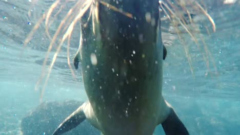 bajo-el-agua-cerca-de-un-curioso-joven-León-de-mar-en-Galápagos