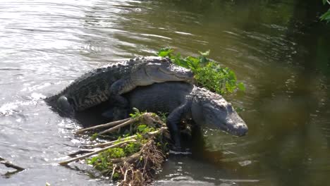 Alligator-mating-season