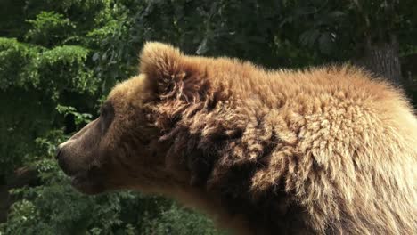 Portrait-of-brown-bear-(Ursus-arctos-beringianus).-Kamchatka-brown-bear.