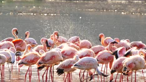 Flamingos-am-Lake-Bogoria,-Kenia-Baden