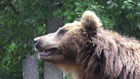 Porträt-der-Braunbär-(Ursus-Arctos-Beringianus).-Kamtschatka-Braunbär.