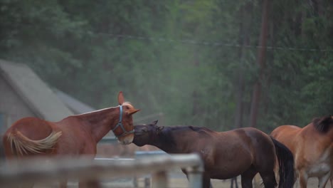 slow-motion-of-horses-playing-and-biting-harness-on-a-beautiful-ranch