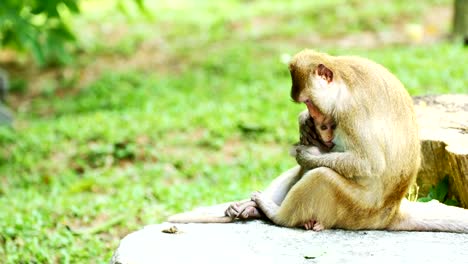 Monkey-breast-feeding.