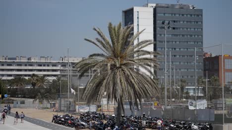 Palm-Tree-Moto-Parking-Lot