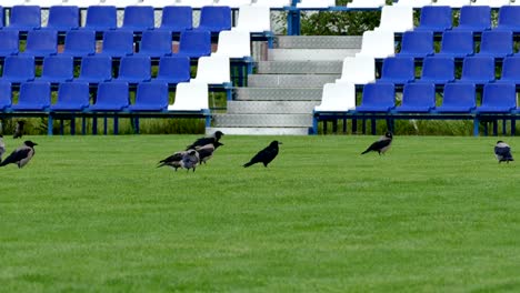 Crows-Sitting-on-Green-Lawn-of-Empty-Football-Field-With-Blue-Benches