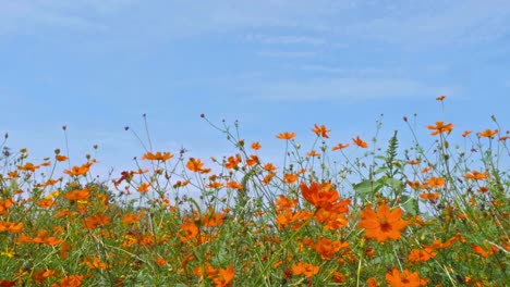 Airplane-taking-off-in-daisy-flower-field