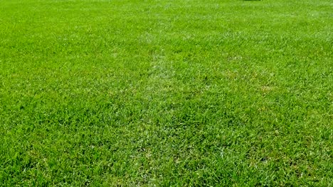 Dos-jugadores-en-el-punto-central-de-un-campo-de-fútbol-listo-para-comenzar-al-partido,-la-cámara-va-a-ellos