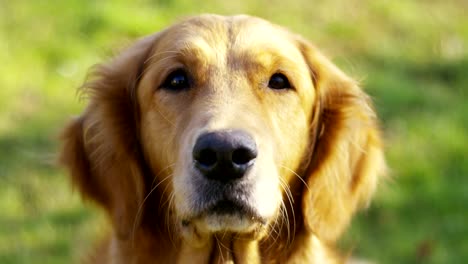 Portrait-of-a-beautiful-Golden-Retriever-dog