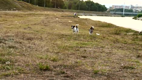 zwei-jack-Russell-Terrier-laufen-in-Richtung-Kamera