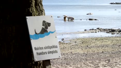 Das-Zeichen-der-Hundestrand.-Eine-spezielle-Hundestrand-schwimmen.