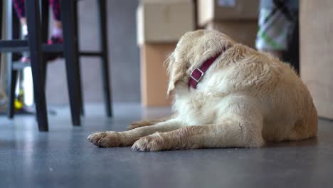 café-de-animales---el-perro-está-descansando-en-una-cafetería-esperando-a-los-anfitriones