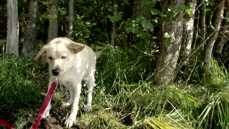 Labrador-perros-consiguiendo-algunos-agua-de-su-amo-en-una-lenta-FS700-odisea-7Q-4K