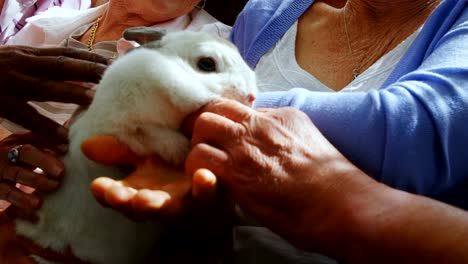 Senior-friends-petting-a-rabbit-at-retirement-home-4k