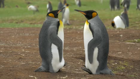 King-Penguin-socios